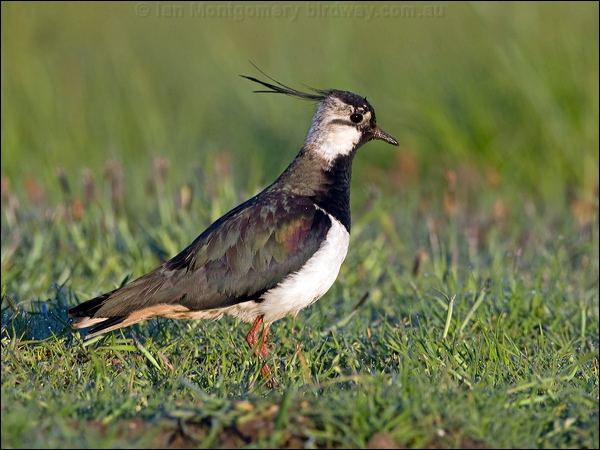 Northern Lapwing northern_lapwing_142646.psd