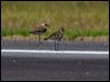 oriental_plover_140663