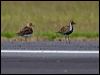 oriental_plover_140673