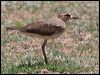 oriental_plover_rw04046