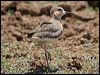 oriental_plover_rw04076