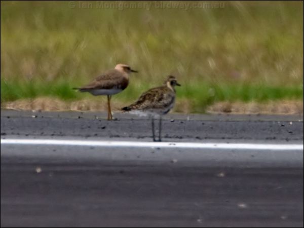 Oriental Plover oriental_plover_140663.psd