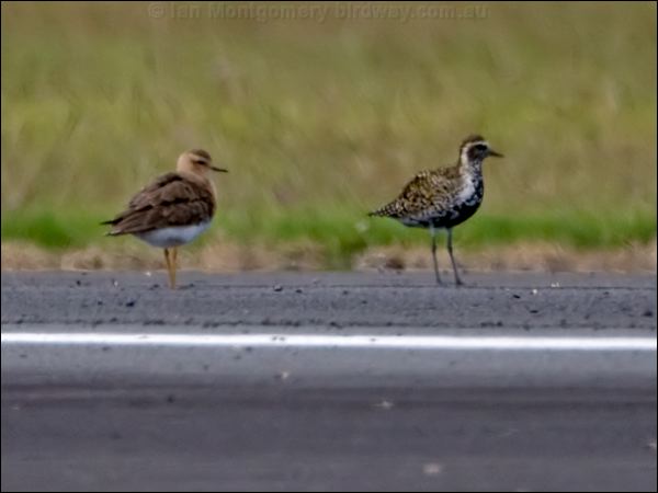 Oriental Plover oriental_plover_140673.psd