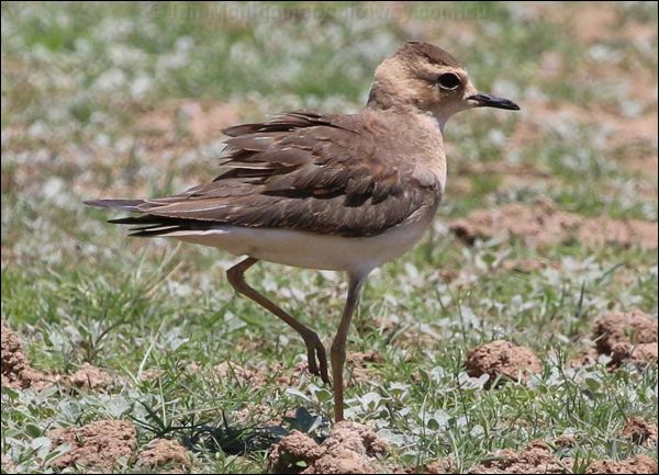 Oriental Plover oriental_plover_rw04040.psd