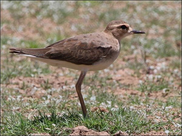 Oriental Plover oriental_plover_rw04046.psd