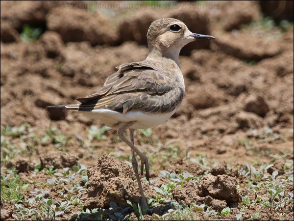 Oriental Plover oriental_plover_rw04076.psd