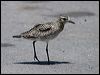 pacificgoldenplover_02977