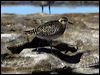 pacificgoldenplover_85391