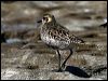 pacificgoldenplover_85424