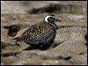 Click here to enter gallery and see photos of Pacific Golden Plover