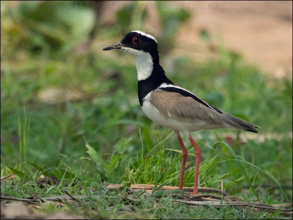 Pied Plover pied_plover_204906.psd
