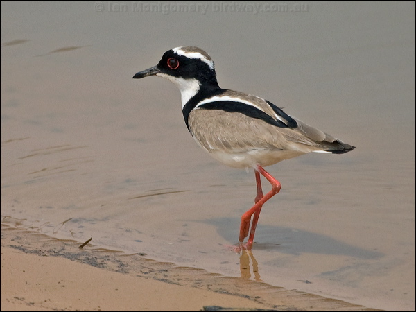 Pied Plover pied_plover_204918.psd