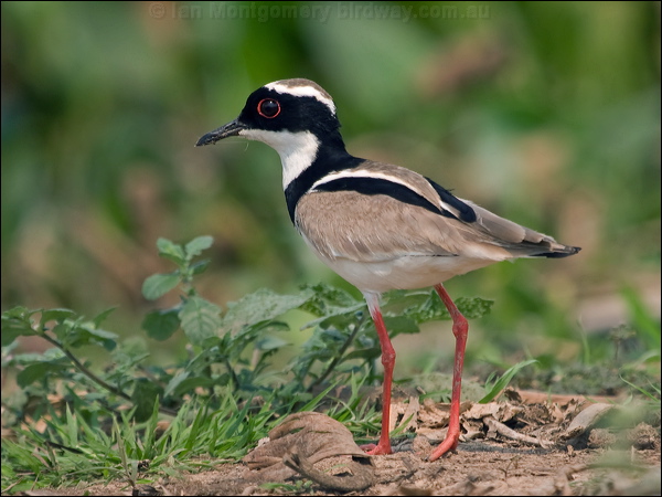 Pied Plover pied_plover_204925.psd