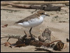 red_capped_plover_121360