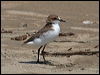 red_capped_plover_121363