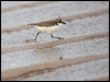red_capped_plover_170028