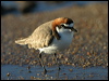 red_capped_plover_18167