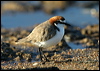 red_capped_plover_18175