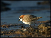 red_capped_plover_18186