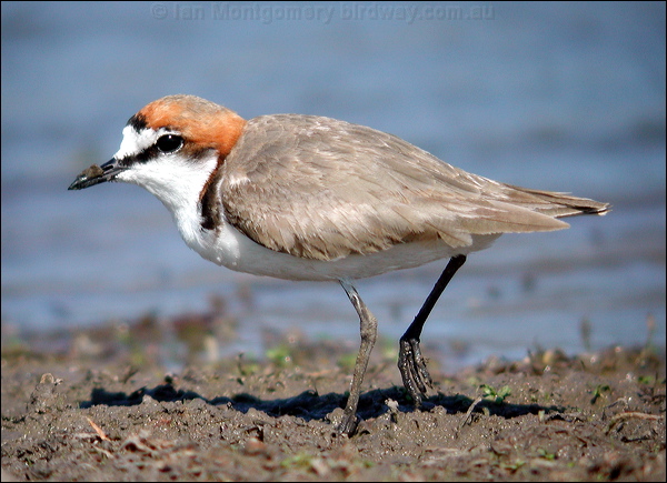 Red-capped Plover red_capped_plover_13064.psd