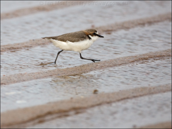 Red-capped Plover red_capped_plover_170028.psd