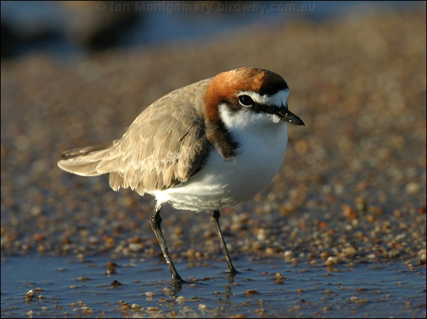 Red-capped Plover red_capped_plover_18167.psd