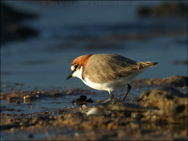 Red-capped Plover red_capped_plover_18186.psd