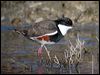 red_kneed_dotterel_02991