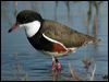 Click here to enter gallery and see photos of Red-kneed Dotterel