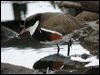 red_kneed_dotterel_09606