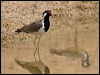 red_wattled_lapwing_160090