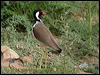 Click here to enter gallery and see photos of Red-wattled Lapwing