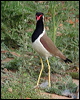 red_wattled_lapwing_16702