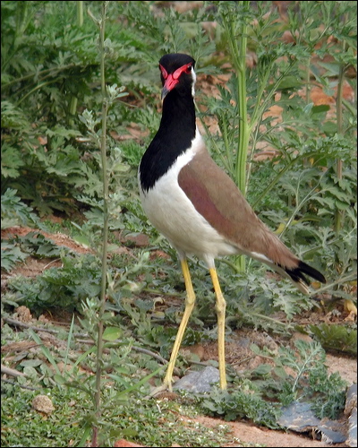 Red-wattled Lapwing red_wattled_lapwing_16702.psd