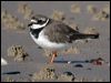 common_ringed_plover_06060