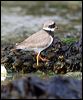 common_ringed_plover_52435