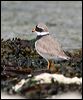 common_ringed_plover_52445