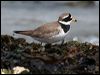 Click here to enter gallery and see photos of Common Ringed Plover
