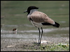Click here to enter gallery and see photos of River Lapwing