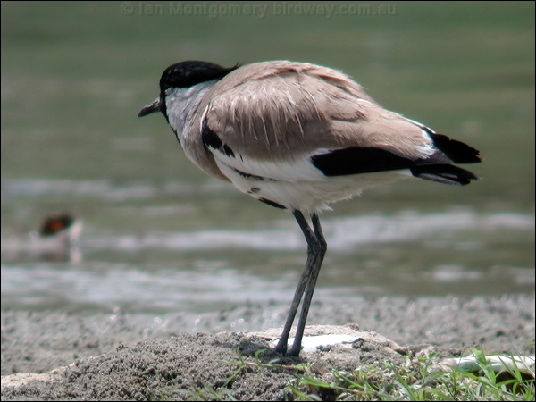 River Lapwing river_lapwing_19935.psd
