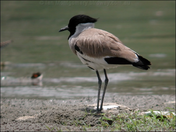 River Lapwing river_lapwing_19936.psd