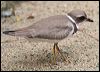 semipalmated_plover_20851
