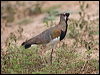 Click here to enter gallery and see photos of Southern Lapwing