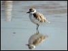 Click here to enter gallery and see photos of White-fronted Plover