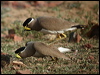 Click here to enter gallery and see photos of Yellow-wattled Lapwing