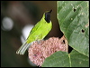 Click here to enter gallery and see photos/pictures/images of Lesser Green Leafbird