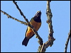 orangebellyleafbird_56392