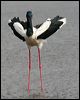 black_necked_stork_32518