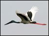 Click here to enter gallery and see photos of: Painted, Storm's, White, Black-necked Stork/Jabiru
