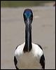 black_necked_stork_94193